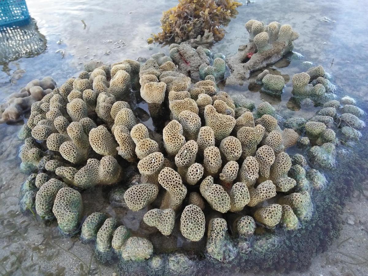 Tammoyo Place Kudat Dış mekan fotoğraf